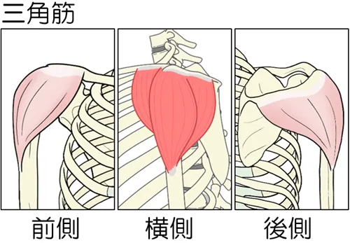 三角筋